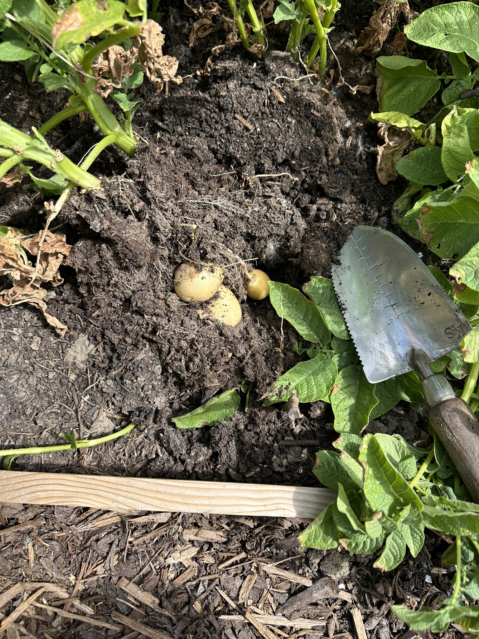 Sowing Potatoes for Christmas